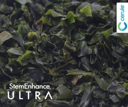 Undaria Pinnatifida Seaweed is a key ingredient in Cerule StemEnhance Ultra