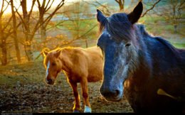 Horses benefit from Stem Cell nutrition