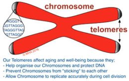Telomeres and photocopying
