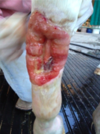 Ribbon's leg 11th Feb 2015 - 15 days after daily supplementation began with Natural AFA-based Stem Cell Nutrition - which includes StemEnhance™ to support the natural release of the horse's own stem cells to repair damaged tissues.