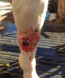 Ribbon's leg after 55 days of supplementation with an AFA-based Stem Cell Nutrition Product. You can see that the leg is well on its way to complete recovery.