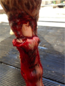 Horse leg the Day of the injury. Her owner decides to support her healing with Stem Cell Nutrition - 25th January 2015