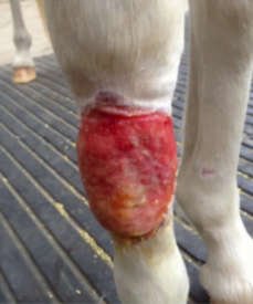 Horse stem cell nutrition works! Ribbon's leg, 32 days after starting consuming StemEnhance™ based Stem Cell Nutrition , The wound is healthy, clean, pink revealing good blood flow. In just one month, the horse's own stem cells have done an amazing repair job.