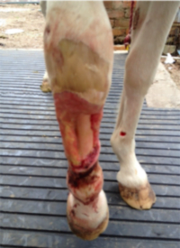 Ribbon's leg 8th Feb, 2015. 8 Days after Supplementation with Natural AFA-based Stem Cell Nutrition which supports the natural release of the horse's own stem cells to repair damaged tissues.
