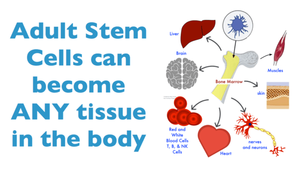 Adult Stem cells can become any tissue in the body