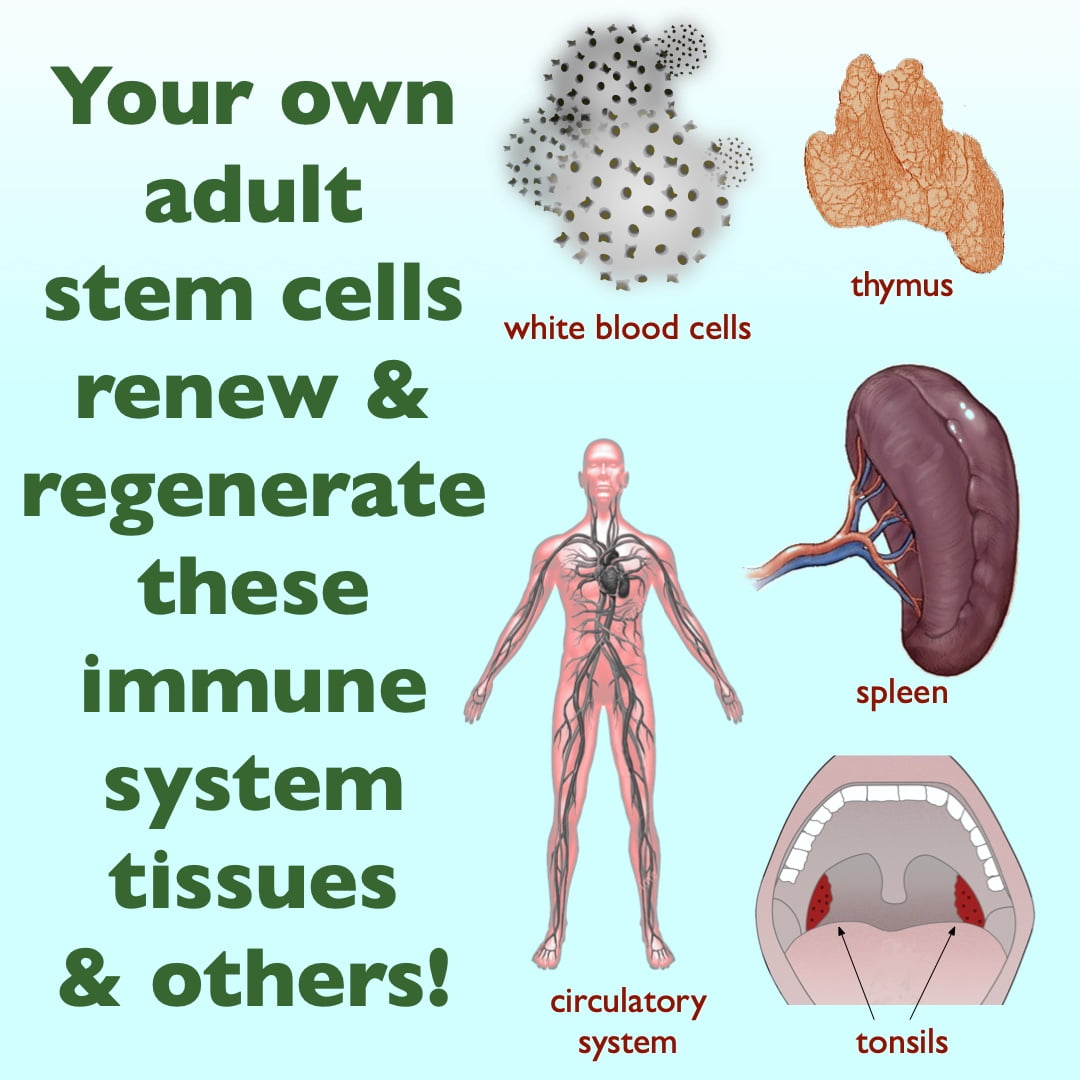 Stem Cells can regenerate immune system tissues