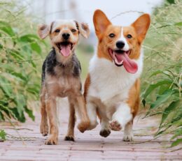 Two happy active dogs running